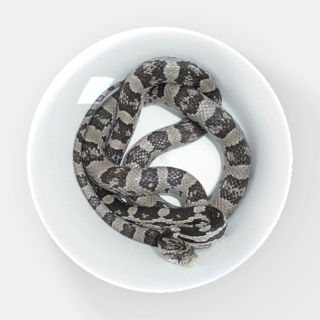 Stinky The Anerythristic Corn Snake Paperweight (Front)