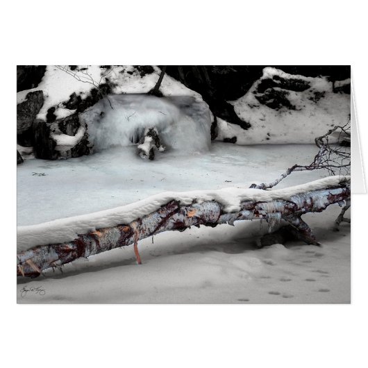 Stinson Brook Birchfall (Front Horizontal)