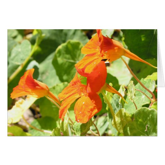 Stinson Nasturtiums Cards (Front Horizontal)