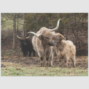 Stirling Skye Tissue Paper