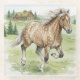 Stjarna Icelandic Horse Galloping in meadow