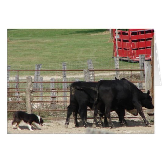 Stock Dog Trial Cards (Front Horizontal)
