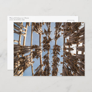 Stockfish Lofoten Islands Norway Postcard