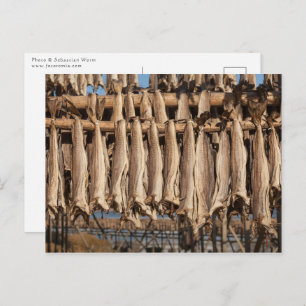 Stockfish Lofoten Postcard
