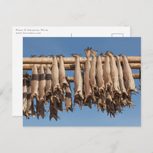 Stockfish Lofoten Postcard (Front/Back)