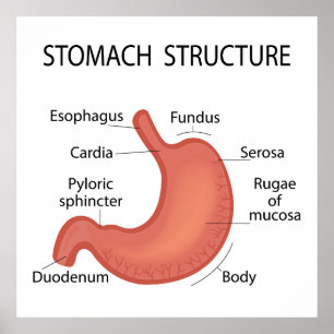 Stomach structure poster