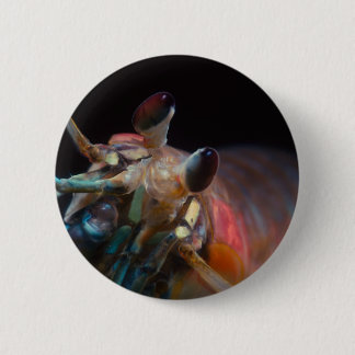 Stomatopod (Mantis Shrimp) Button