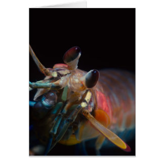 Stomatopod (Mantis Shrimp) Cards