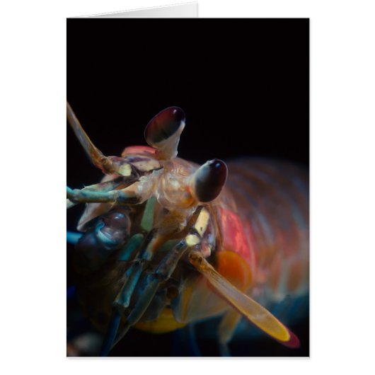 Stomatopod (Mantis Shrimp) Cards (Front)