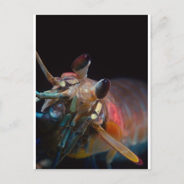 Stomatopod (Mantis Shrimp) Postcard (Front)
