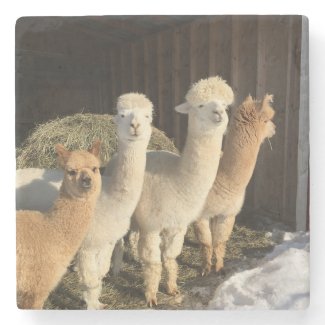 Stone Coaster - Alpacas in the Winter Sun