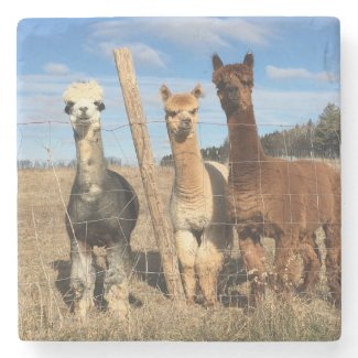 Stone Coaster - Alpacas Phaethon, Barley, Marvin