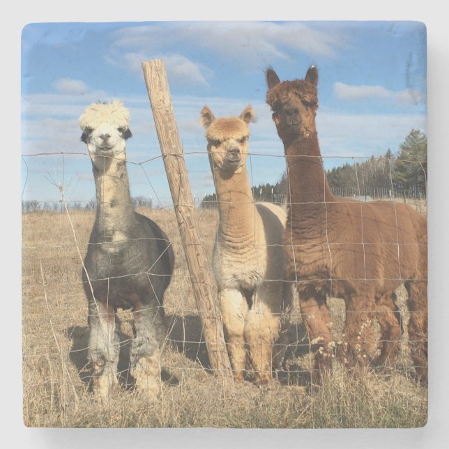 Stone Coaster - Alpacas Phaethon, Barley, Marvin (Front)