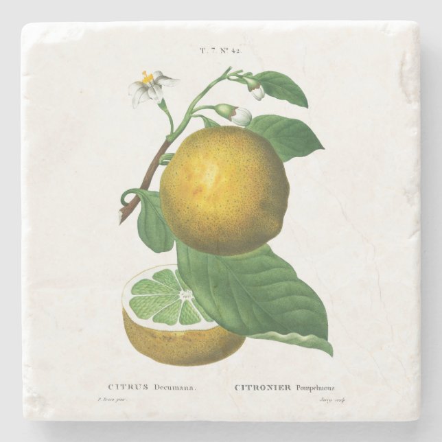 STONE COASTER : GRAPES : REDOUTÉ (Front)