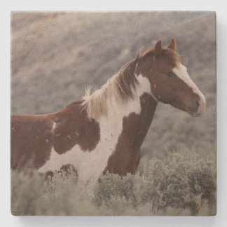 Stone Coaster_pinto stallion side  Coaster