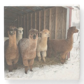 Stone Coaster - Snow Falling on the Alpacas