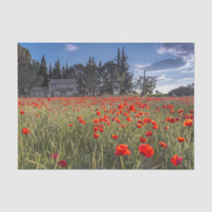 Stone Farmhouse With a Ruby Red Tulip Field Tissue Paper
