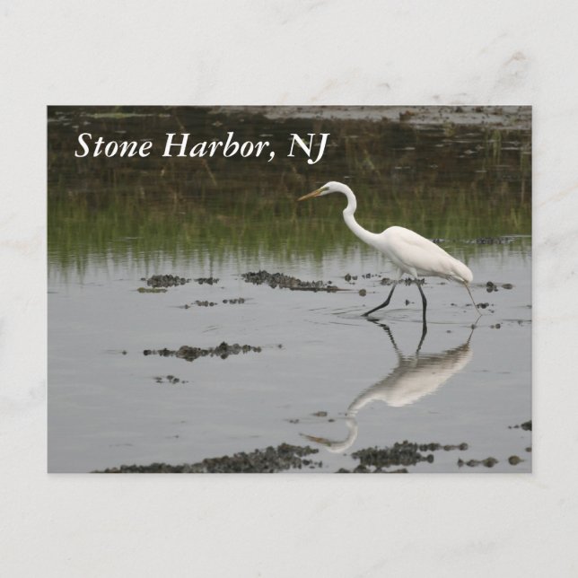 Stone Harbor Egret Postcard (Front)