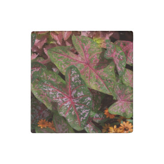 Stone Magnet Caladium
