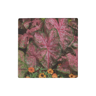 Stone Magnet Caladium