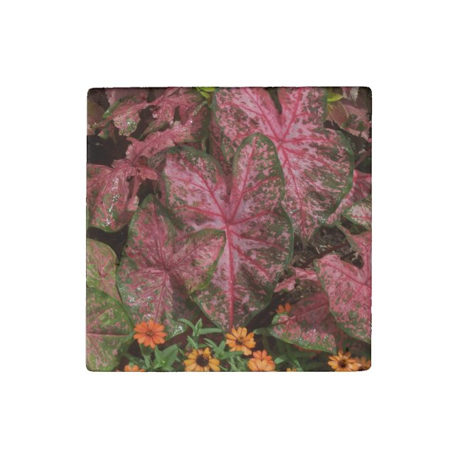 Stone Magnet Caladium (Front)