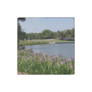 Stone Magnet Iris Blooms at Lagoon