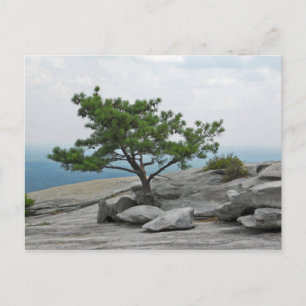 Stone Mountain Tree Stone Mountain Georgia 2 Postcard
