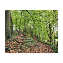 Stone Steps In The Woods Canvas Print