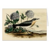 Stonechat Wren (Front Horizontal)