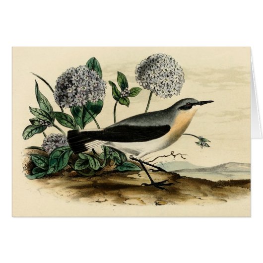 Stonechat Wren Cards (Front Horizontal)