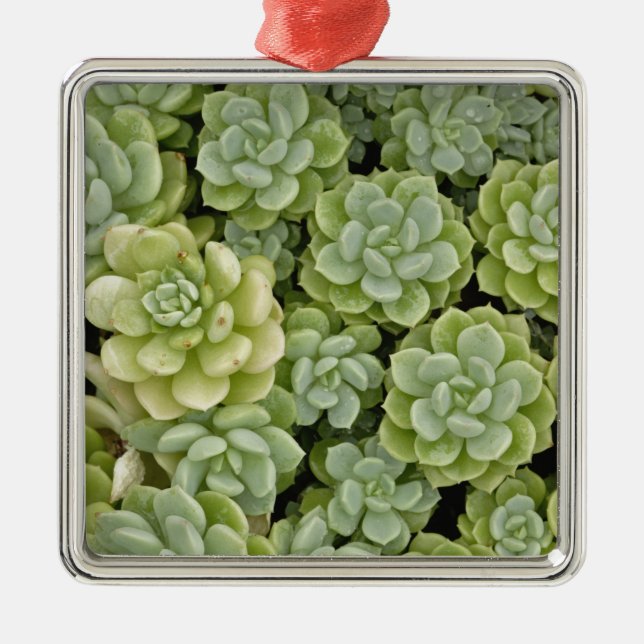 Stonecrop plant pattern metal ornament (Front)