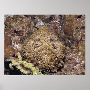 Stonefish Poster