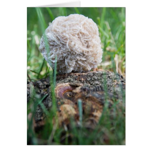 Stones | Desert Rose 134 (Front)