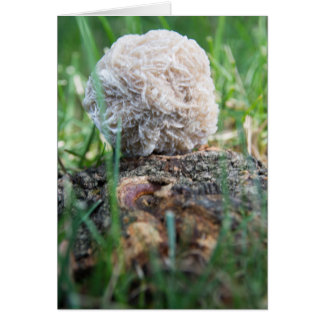 Stones | Desert Rose 134 Cards