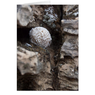 Stones | Desert Rose 136 Cards