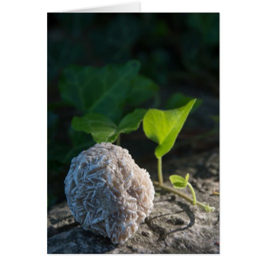Stones | Desert Rose 141 Cards (Front)