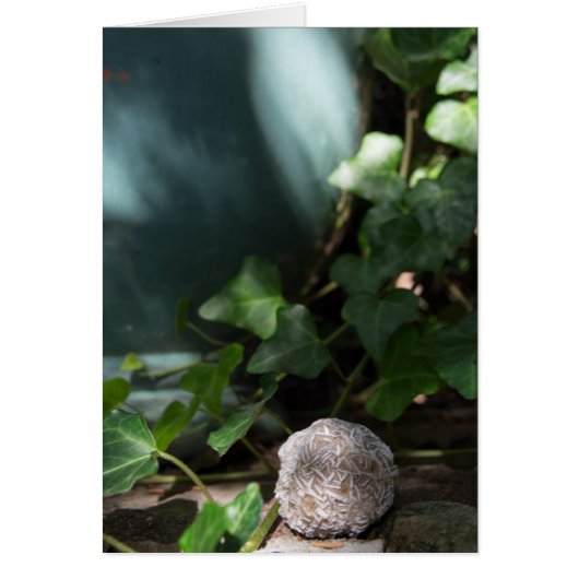 Stones | Desert Rose 145 (Front)