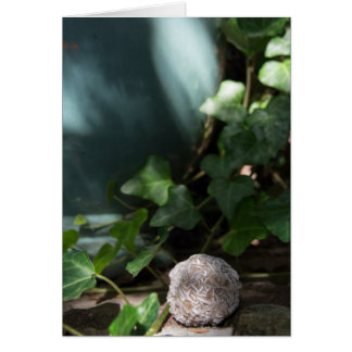 Stones | Desert Rose 145 Cards