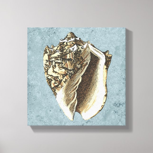 Stonewashed Conch Shell Canvas Print (Front)