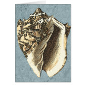 Stonewashed Conch Shell Cards (Front)