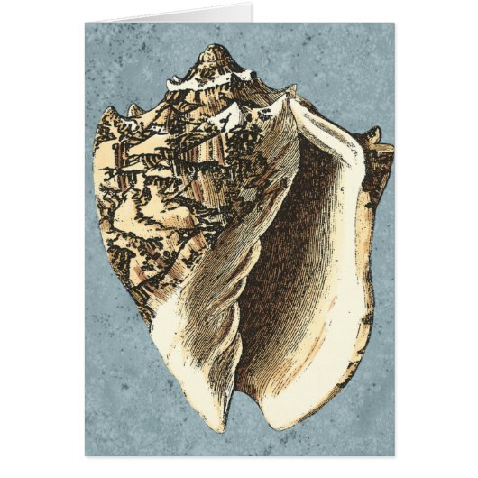 Stonewashed Conch Shell Cards (Front)