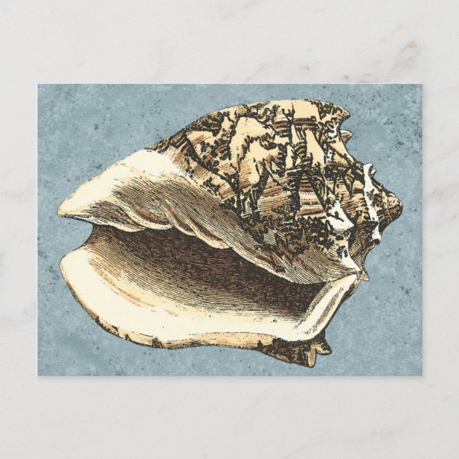 Stonewashed Conch Shell Postcard (Front)