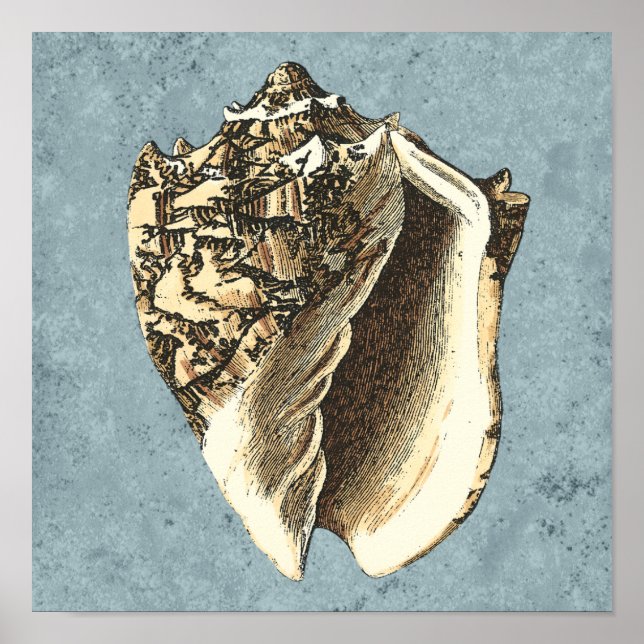 Stonewashed Conch Shell Poster (Front)