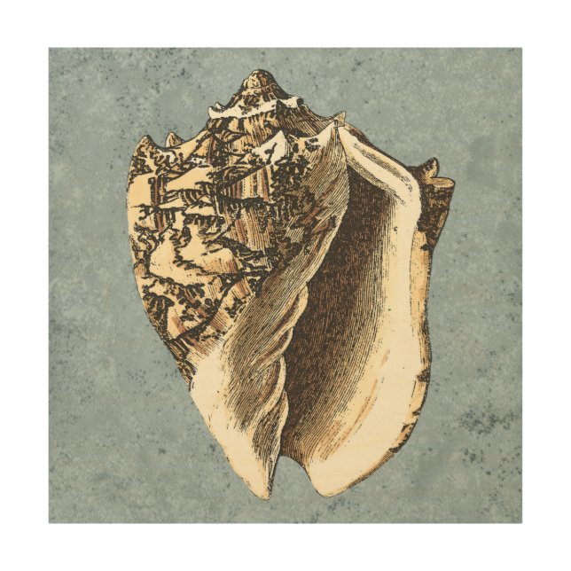 Stonewashed Conch Shell Wood Wall Art (Front)