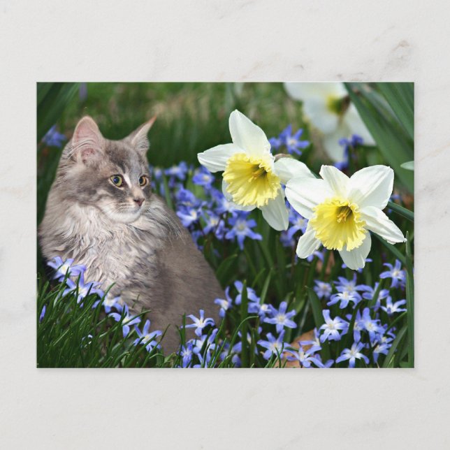 Stop and smell the flowers postcard (Front)