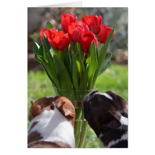 Stop and Smell the Tulips (Front)