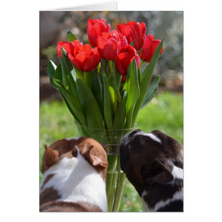 Stop and Smell the Tulips Cards