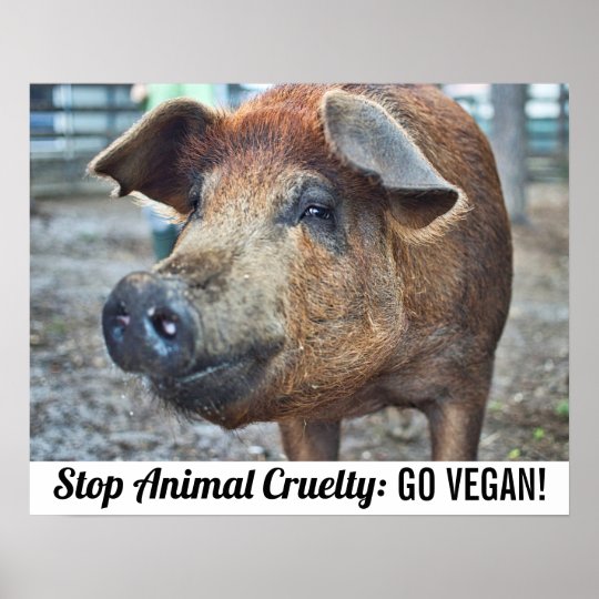 Pig cruelty essay image