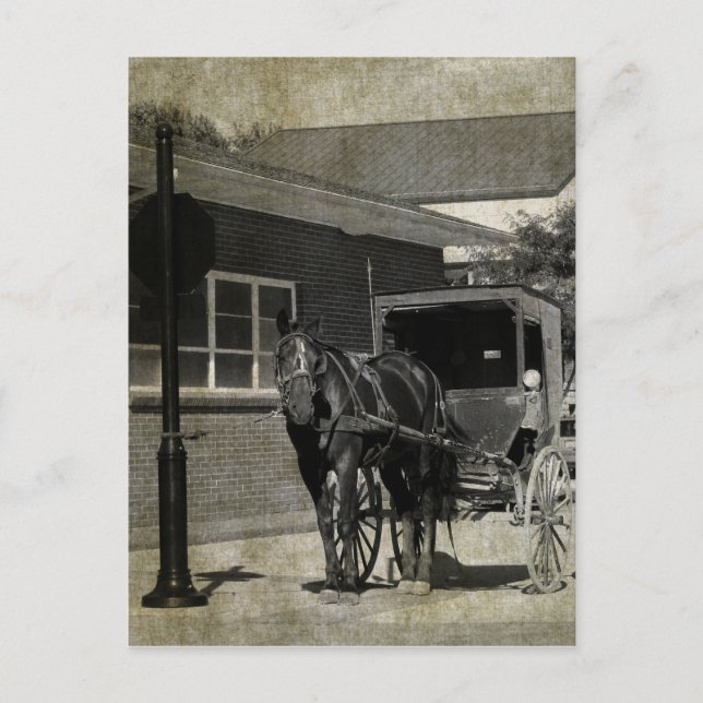 Stop for A Spell, Amish Horse at Stop Sign Postcard (Front)