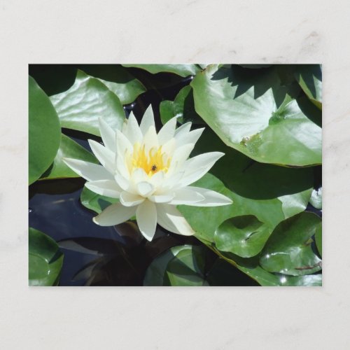 Stopping By Summer Pond White Waterlily  Insect Postcard